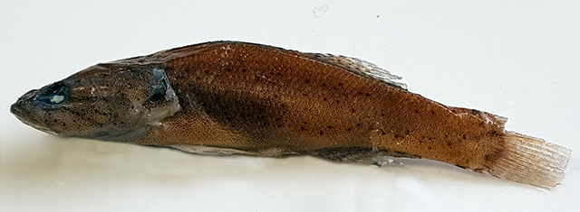 Eleotris sahanaensis