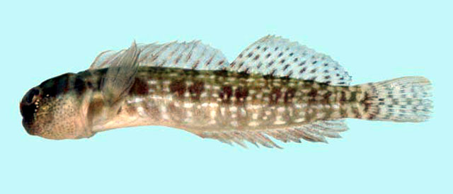 Entomacrodus cymatobiotus