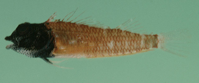 Enneapterygius elegans