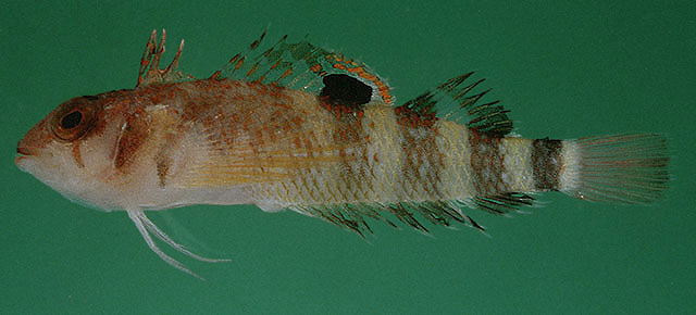 Enneapterygius melanospilus