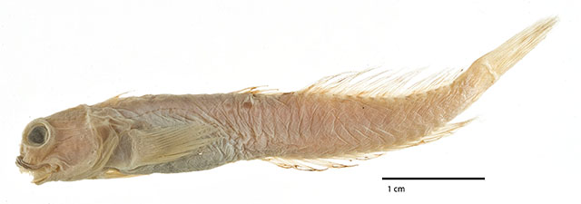 Entomacrodus nigricans
