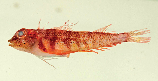 Enneapterygius paucifasciatus