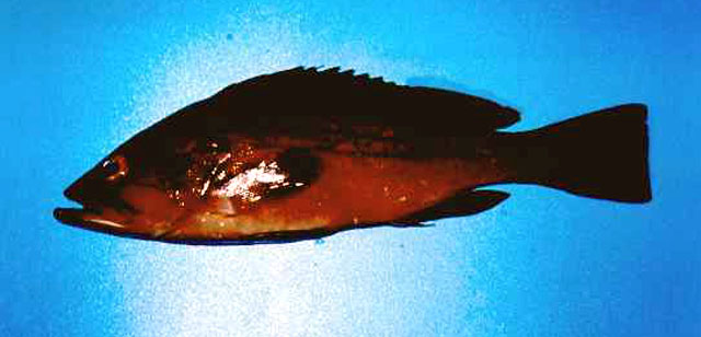 Epinephelus costae