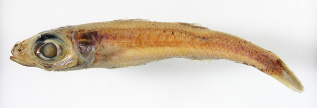 Epigonus lifouensis