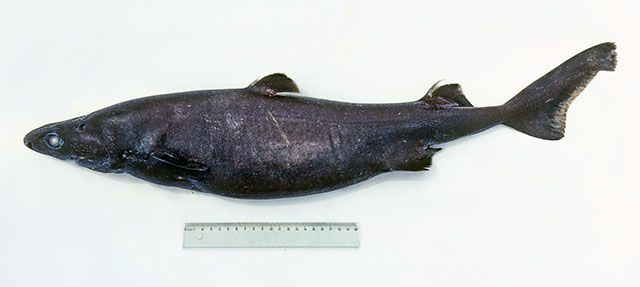 Etmopterus granulosus