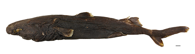 Etmopterus litvinovi