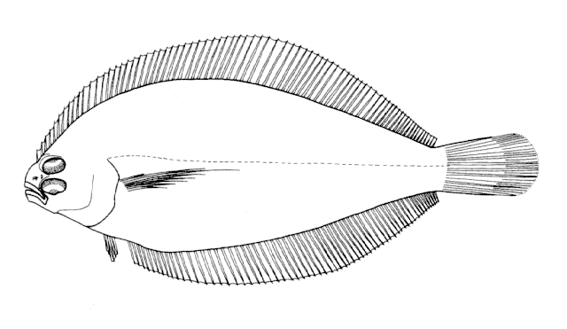 Etropus longimanus