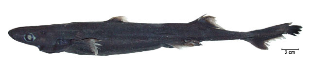 Etmopterus lucifer