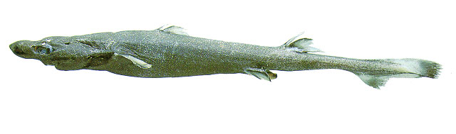 Etmopterus pusillus