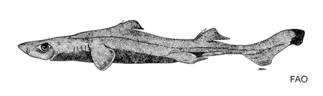 Etmopterus pycnolepis