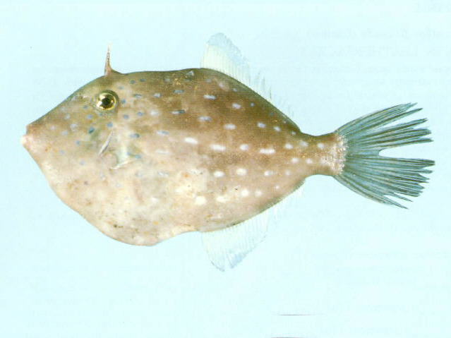 Eubalichthys caeruleoguttatus