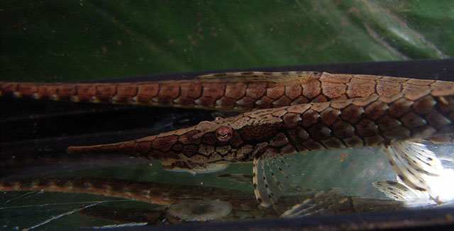 Farlowella reticulata