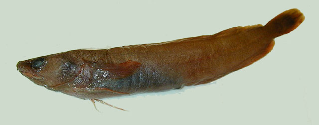 Gaidropsarus argentatus