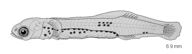 Gastrocyathus gracilis