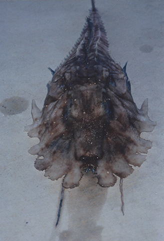 Gargariscus prionocephalus