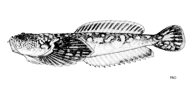Genyagnus monopterygius