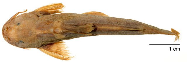 Glyptothorax buchanani