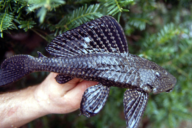 Pterygoplichthys joselimaianus