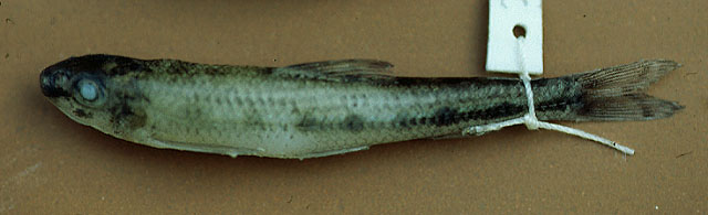 Romanogobio albipinnatus