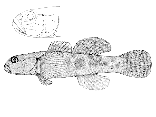Gobiomorphus basalis
