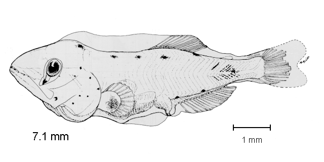 Gonichthys tenuiculus