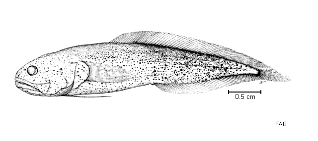 Grammonus opisthodon