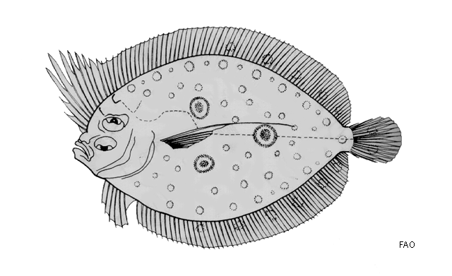 Grammatobothus polyophthalmus