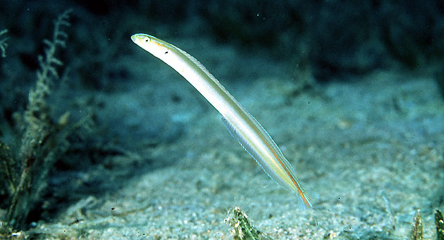 Gunnellichthys monostigma