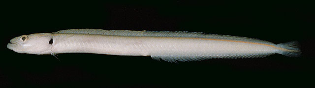 Gunnellichthys monostigma