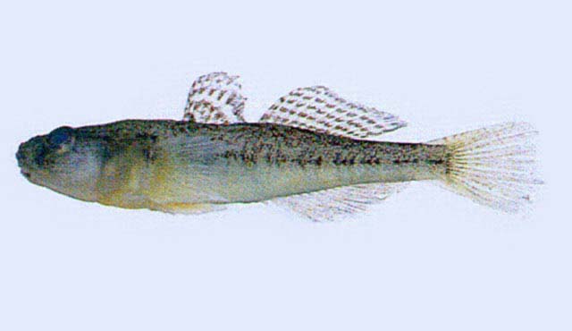 Gymnogobius castaneus