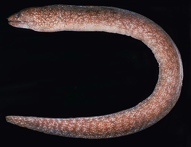 Gymnothorax chilospilus
