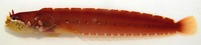 Gymnoclinus cristulatus
