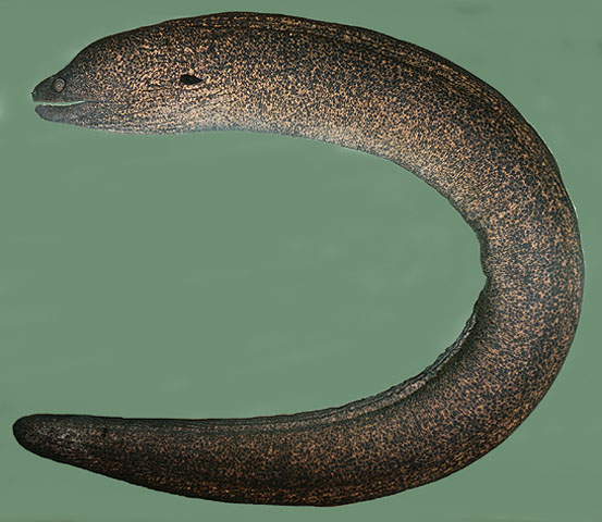 Gymnothorax flavimarginatus