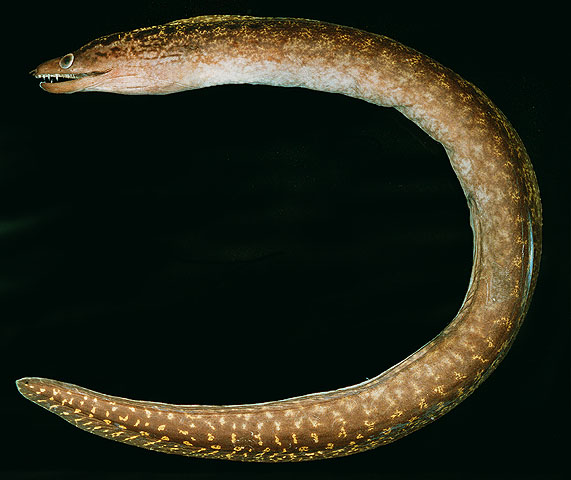 Gymnothorax margaritophorus
