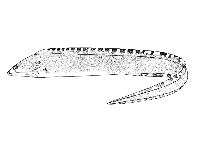 Gymnothorax ocellatus