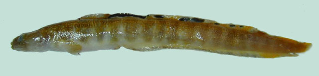 Gymnelus retrodorsalis