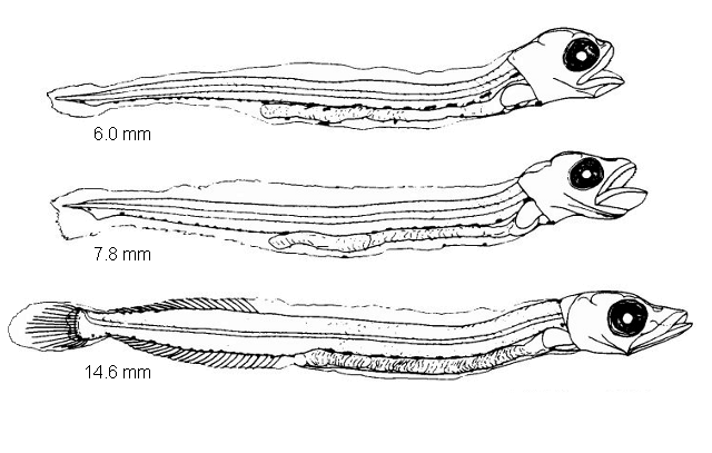Gymnammodytes semisquamatus