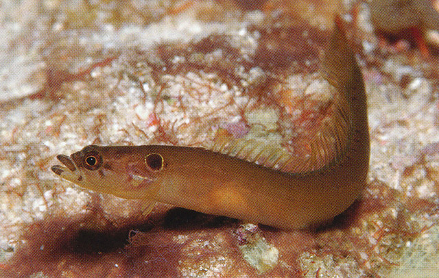 Haliophis aethiopus