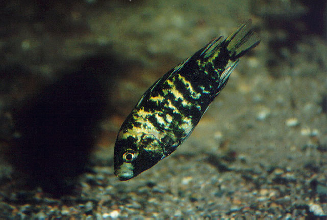 Haplochromis barbarae