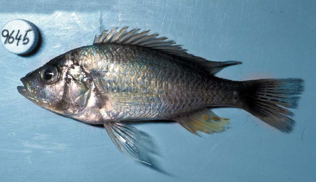 Haplochromis commutabilis