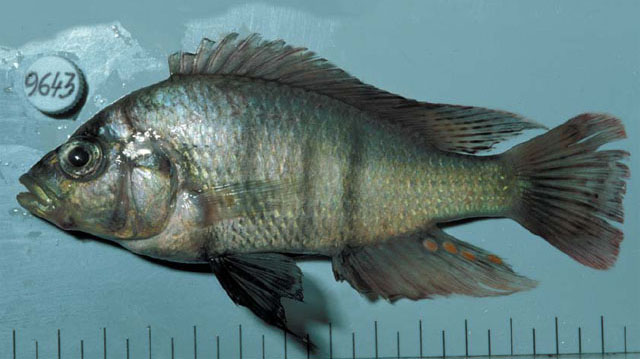Haplochromis commutabilis