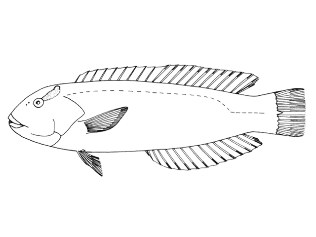 Halichoeres cyanocephalus