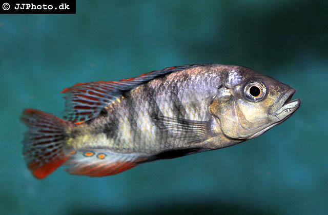 Haplochromis nigricans
