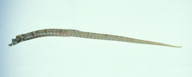 Halicampus spinirostris