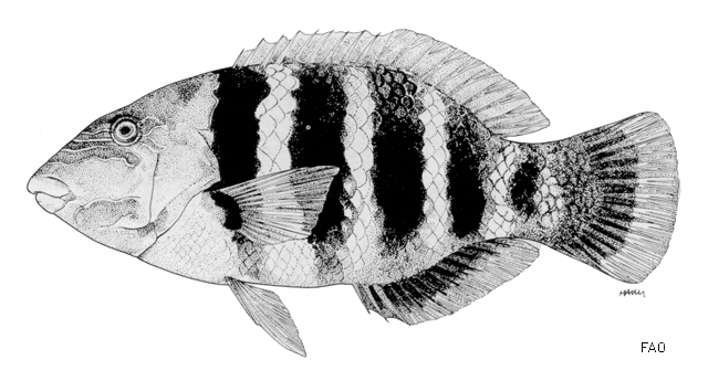 Hemigymnus fasciatus