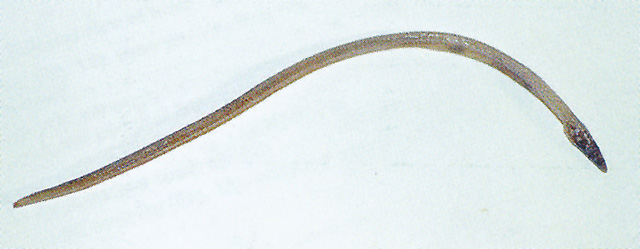 Hemerorhinus heyningi