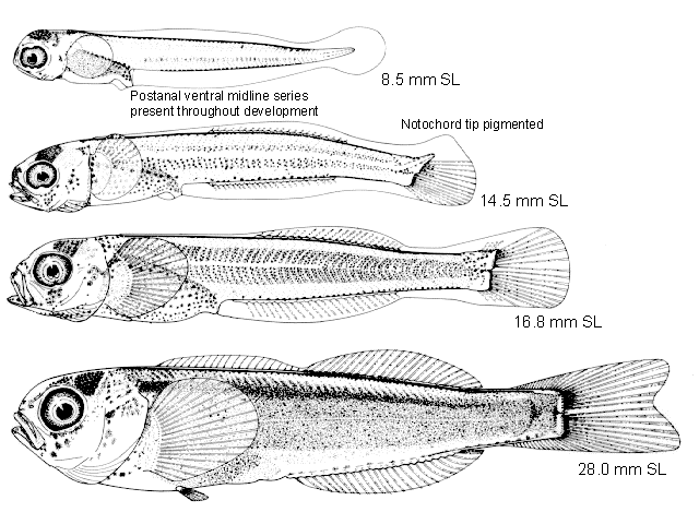 Hexagrammos lagocephalus