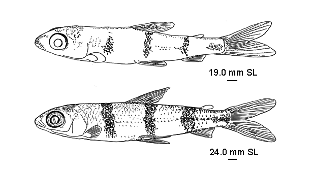 Hemiodus quadrimaculatus