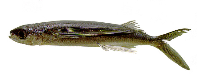 Hirundichthys affinis