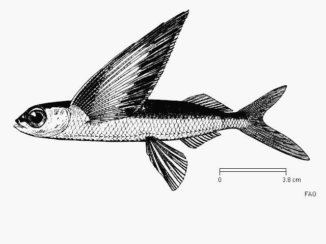 Hirundichthys coromandelensis